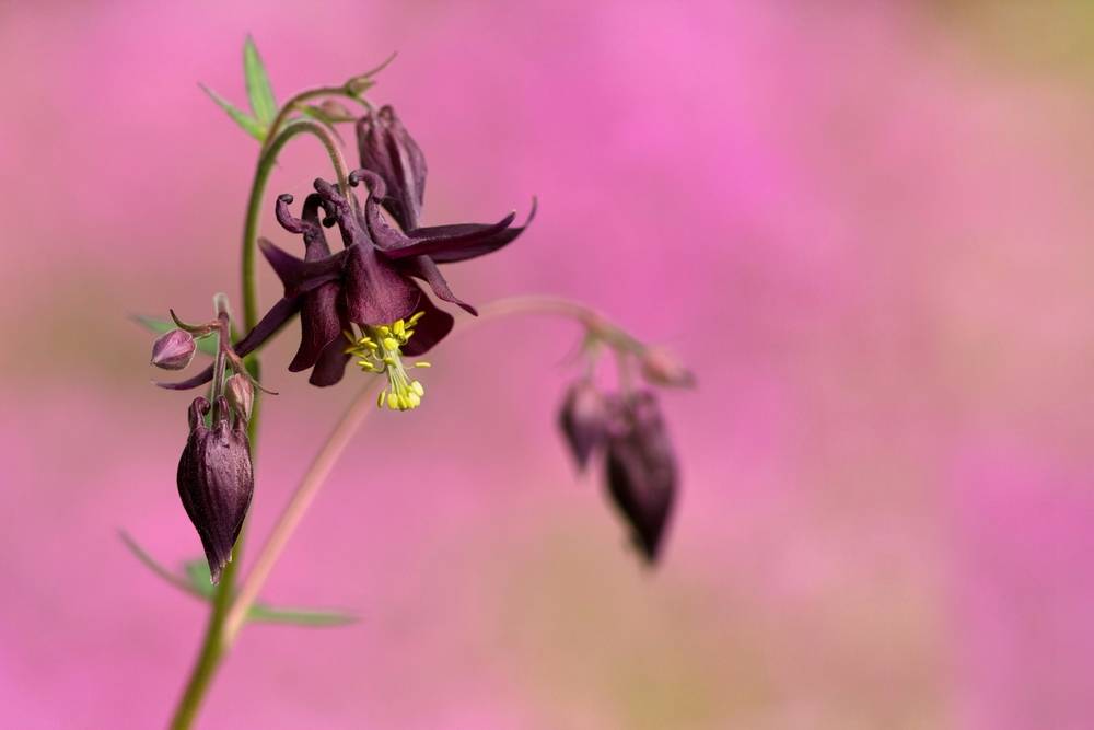 Crimson Columbine